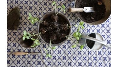 5 Quick Tips for Gardening Indoors