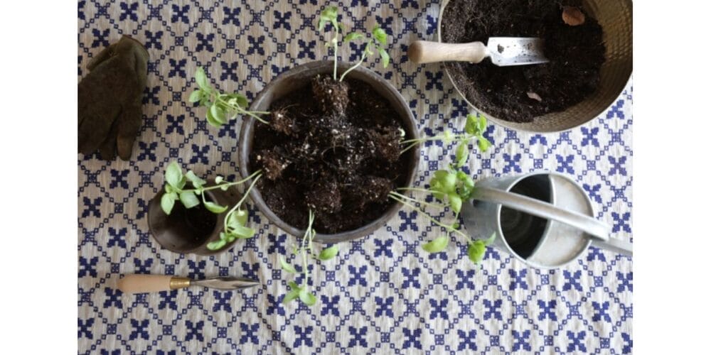 5 Quick Tips for Gardening Indoors