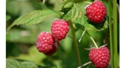 5 Tips to Grow Your Own Organic Raspberries