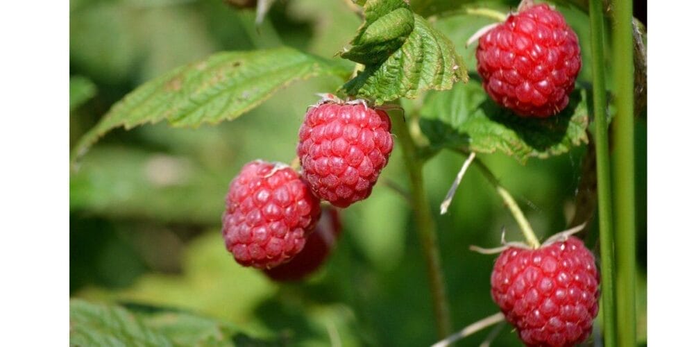 5 Tips to Grow Your Own Organic Raspberries