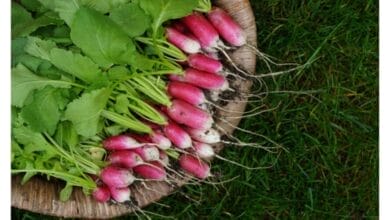 Are Radishes Really All That Good for You