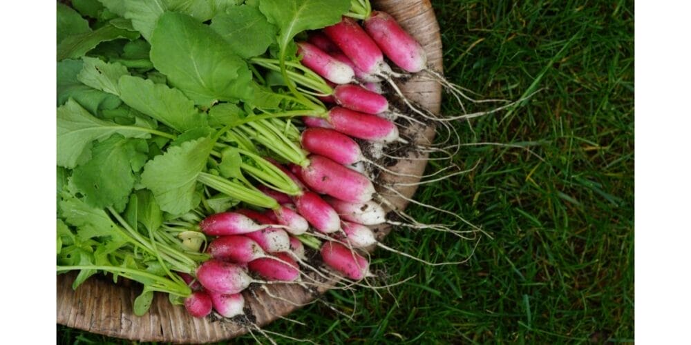 Are Radishes Really All That Good for You