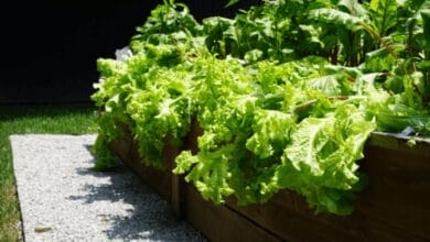 Best Types of Lettuce