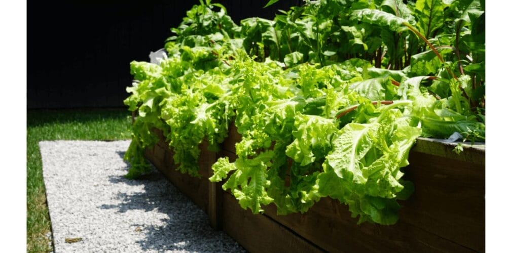 Best Types of Lettuce