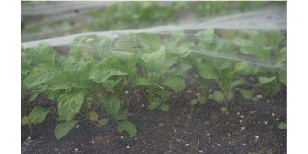 Complete Guide to Protecting Plants from Frost