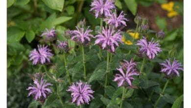 Guide to Planting and Growing Bee Balm (Monarda)