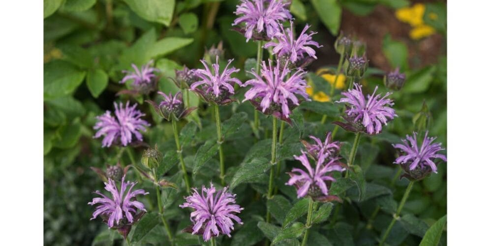 Guide to Planting and Growing Bee Balm (Monarda)