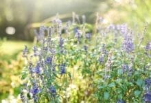 Guide to Planting and Growing Salvia