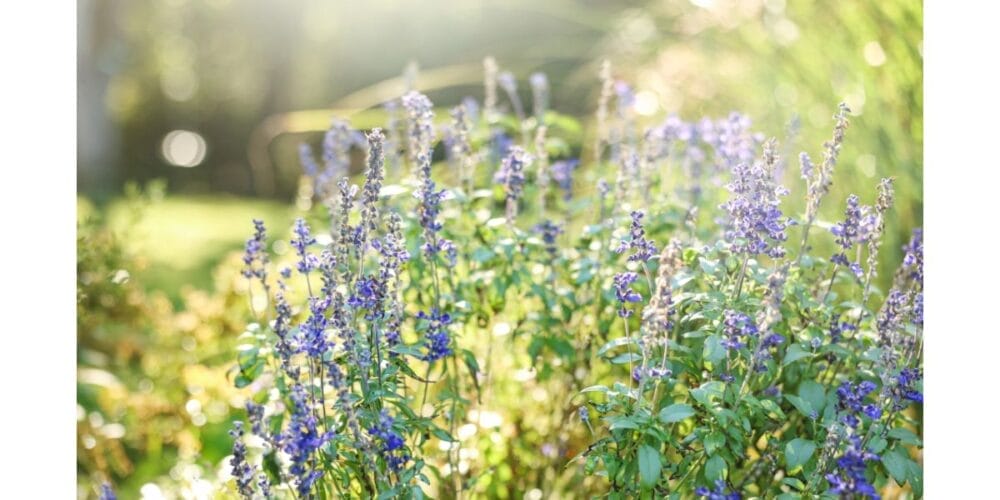 Guide to Planting and Growing Salvia