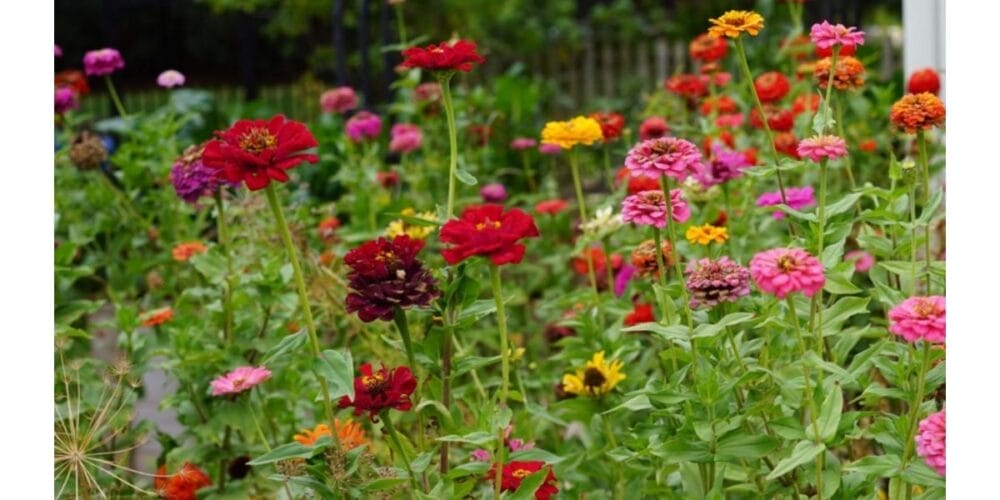 How Many Blooms Can You Get From One Zinnia Plant?