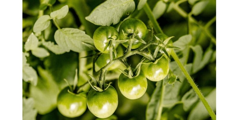 How Often to Fertilise Your Tomato Plants