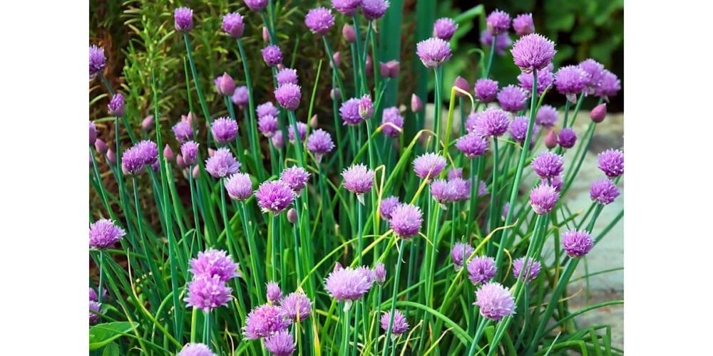 How to Cut Back Chives