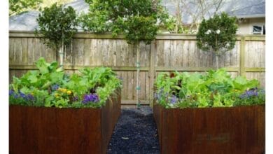 How to Grow Bay Laurel at Home