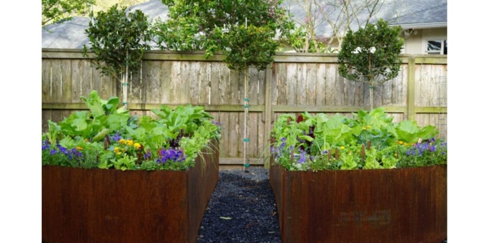 How to Grow Bay Laurel at Home