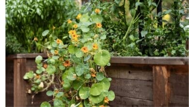 How to Grow Nasturtium Flowers