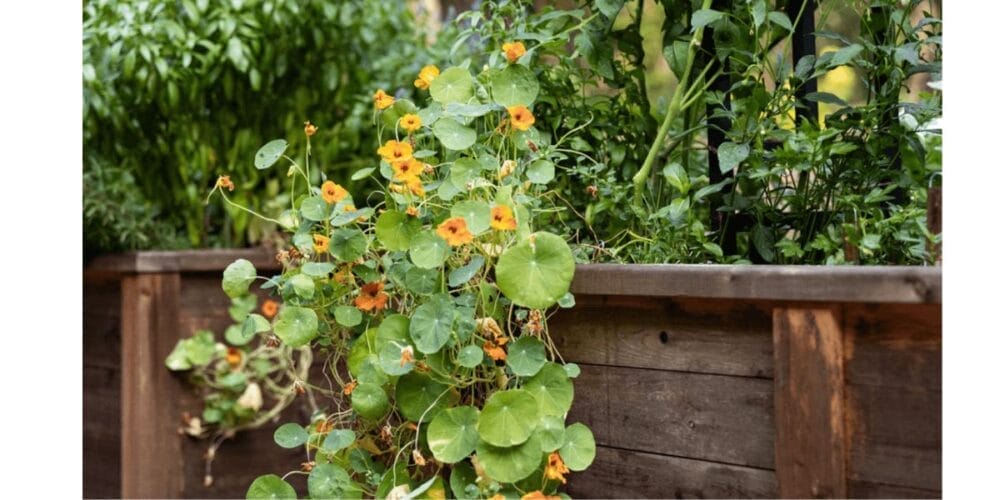 How to Grow Nasturtium Flowers