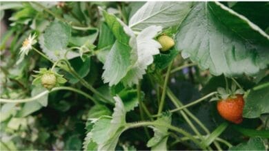 How to Plant and Grow Your Own Organic Strawberries