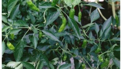 How to Grow Shishito Peppers