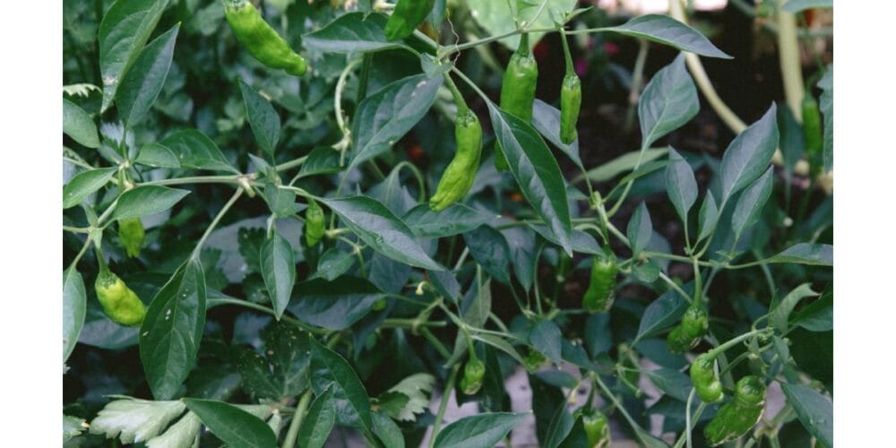 How to Grow Shishito Peppers