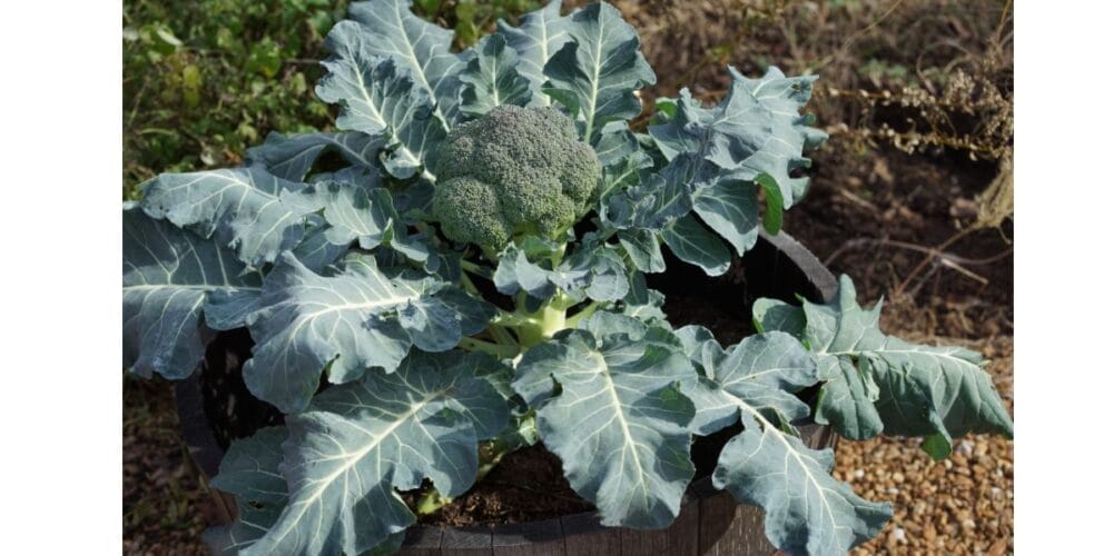 How to Grow Your Own Organic Broccoli