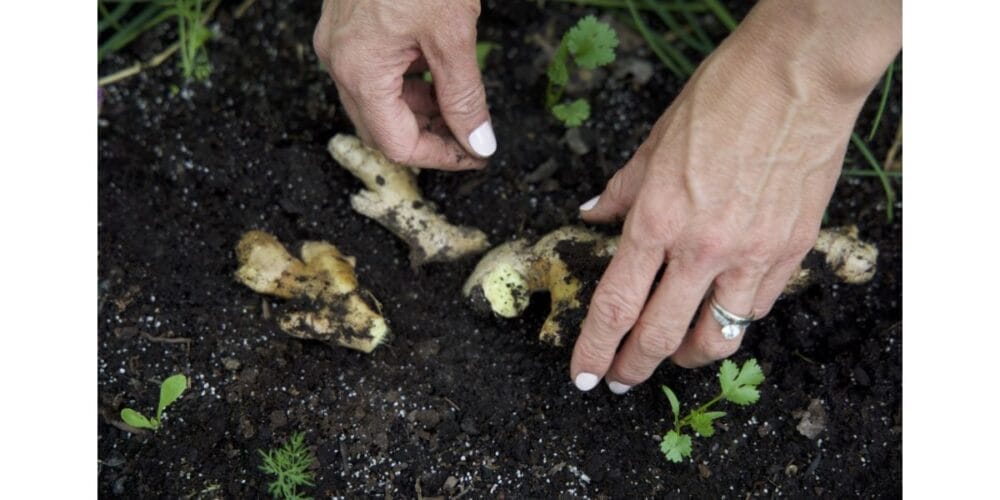 How to Grow Your Own Organic Ginger at Home