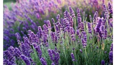 How to Grow Your Own Organic Lavender