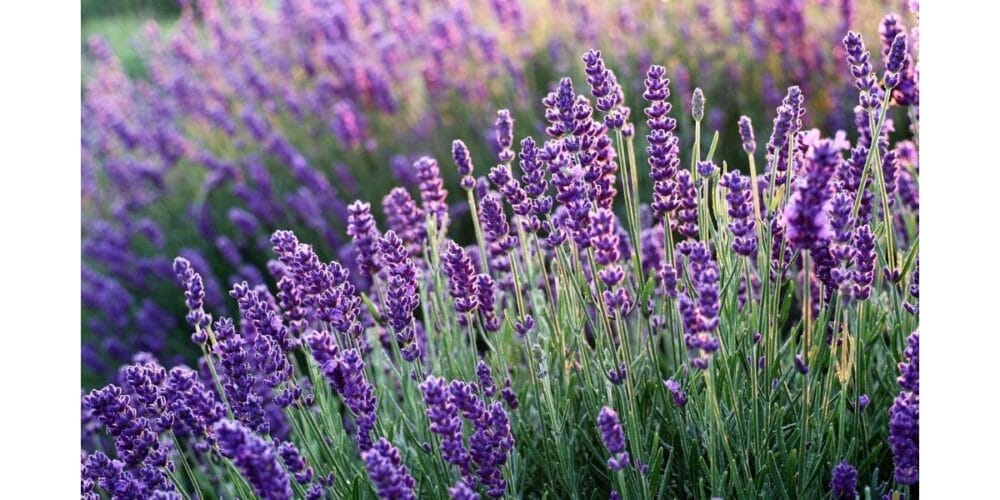 How to Grow Your Own Organic Lavender
