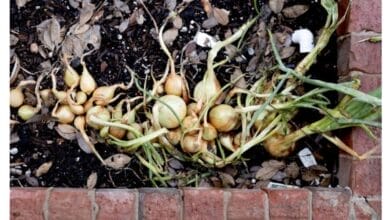 How to Grow Your Own Organic Onions
