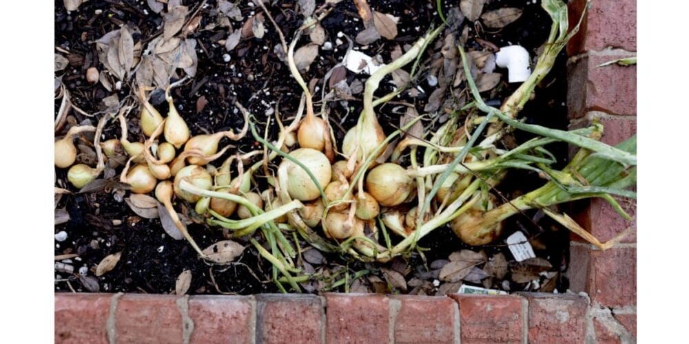 How to Grow Your Own Organic Onions