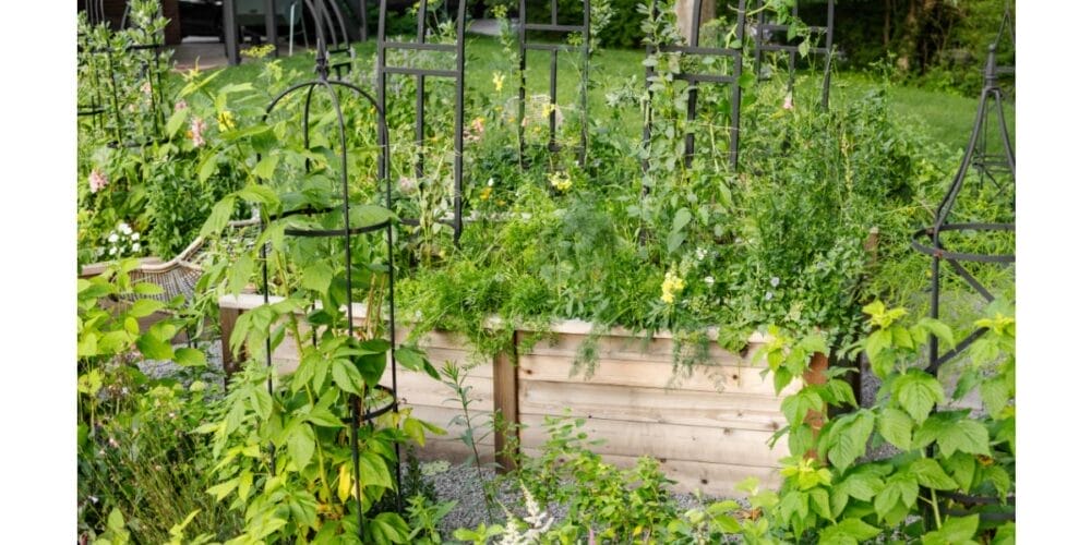 What to Plant in July in Your Kitchen Garden