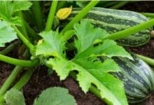 How to Grow Zucchini from Seeds