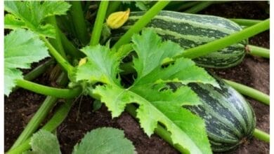 How to Grow Zucchini from Seeds