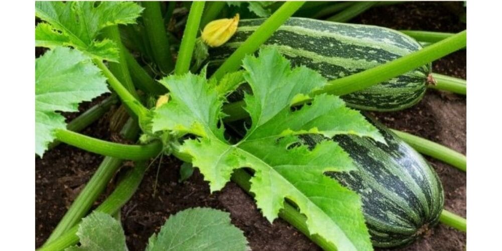 How to Grow Zucchini from Seeds
