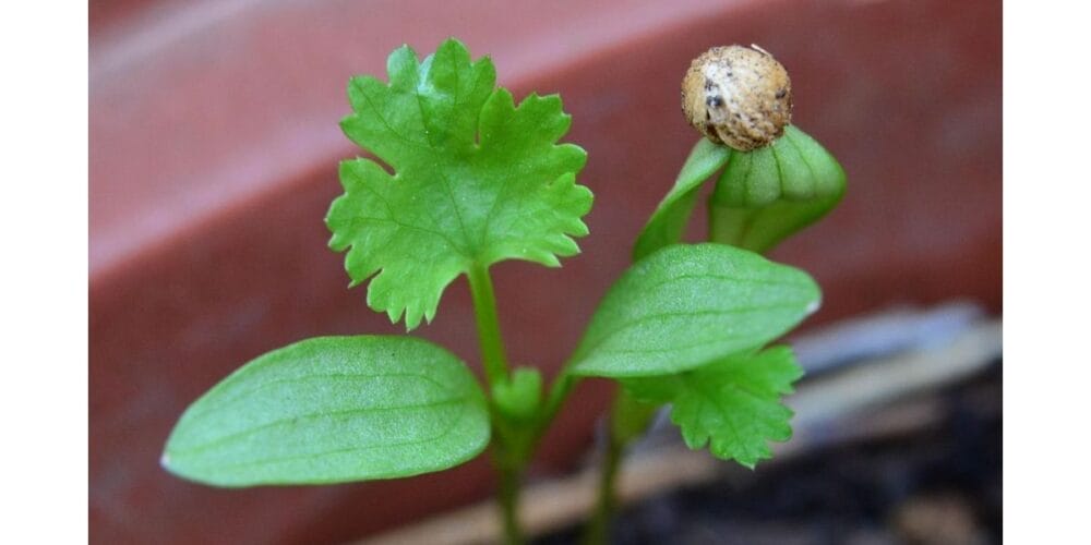 How to Grow and Harvest Your Own Coriander Seeds