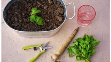 How to Propagate Mint in 3 Easy Steps