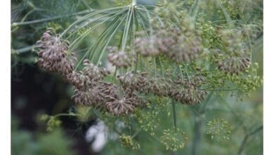 How to Save Dill Seeds from Your Kitchen Garden