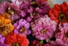 How to Start a Cut Flower Garden for Beginners