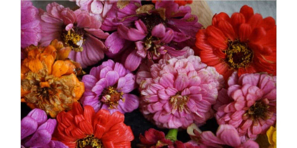 How to Start a Cut Flower Garden for Beginners