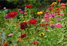 How to Start a Pollinator Garden in 5 Easy Steps