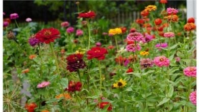 How to Start a Pollinator Garden in 5 Easy Steps