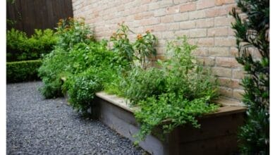 How to Start an Herb Garden