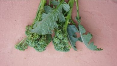Is Broccoli Really a Flower Head