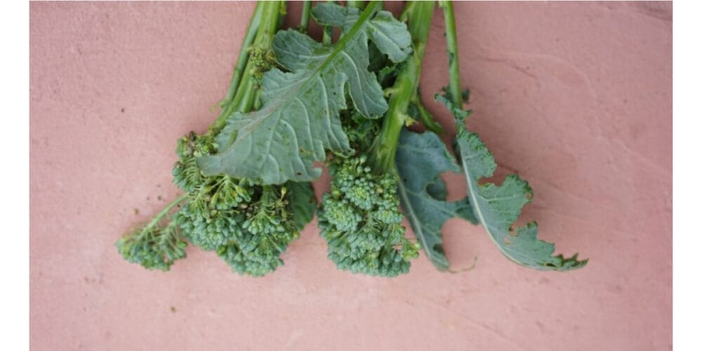 Is Broccoli Really a Flower Head