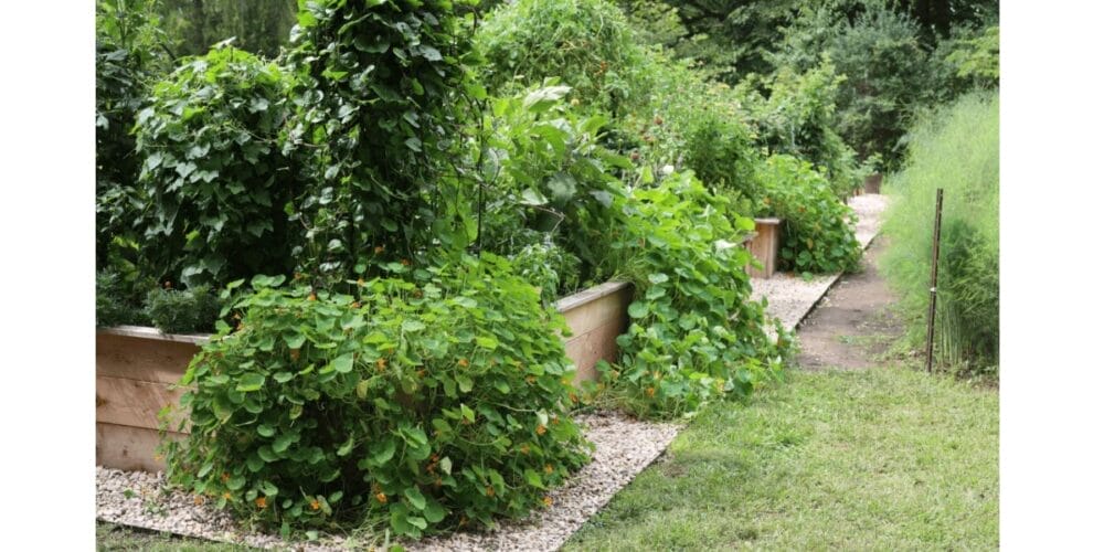 Perennial, Biennial, and Annual Plants