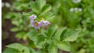 Should You Cut Off Potato Flowers or Let Them Grow?