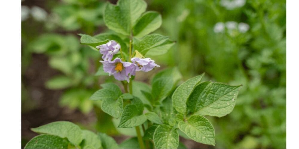 Should You Cut Off Potato Flowers or Let Them Grow?