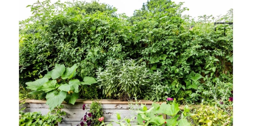 The Best Companion Plants for Tomatoes