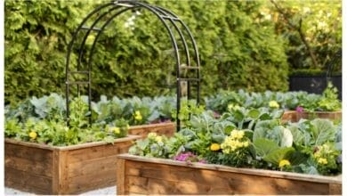 The Best Plant Combinations for the Fall Garden