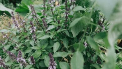 The Best Types of Basil