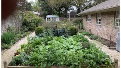 The Best Way to Start a Victory Garden